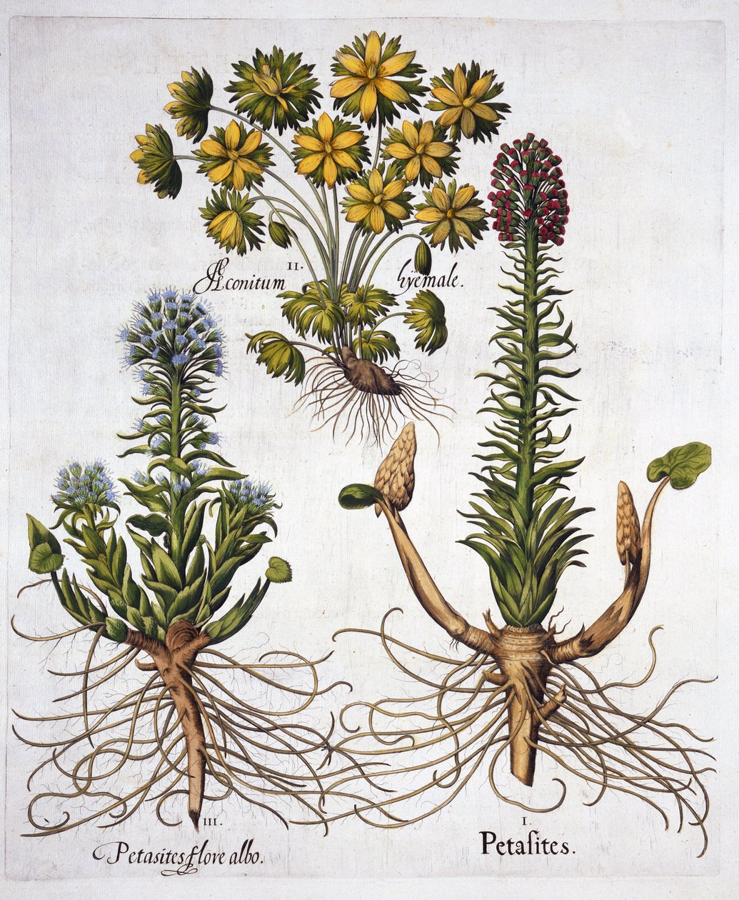Butterburs e Winter Aconite, de Hortus Eystettensis, de Basil Besler (1561-1629), pub. 1613 (gravura colorida à mão) de German School