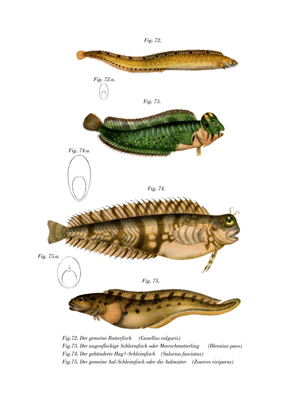 Butterfish (cor litho) de German School