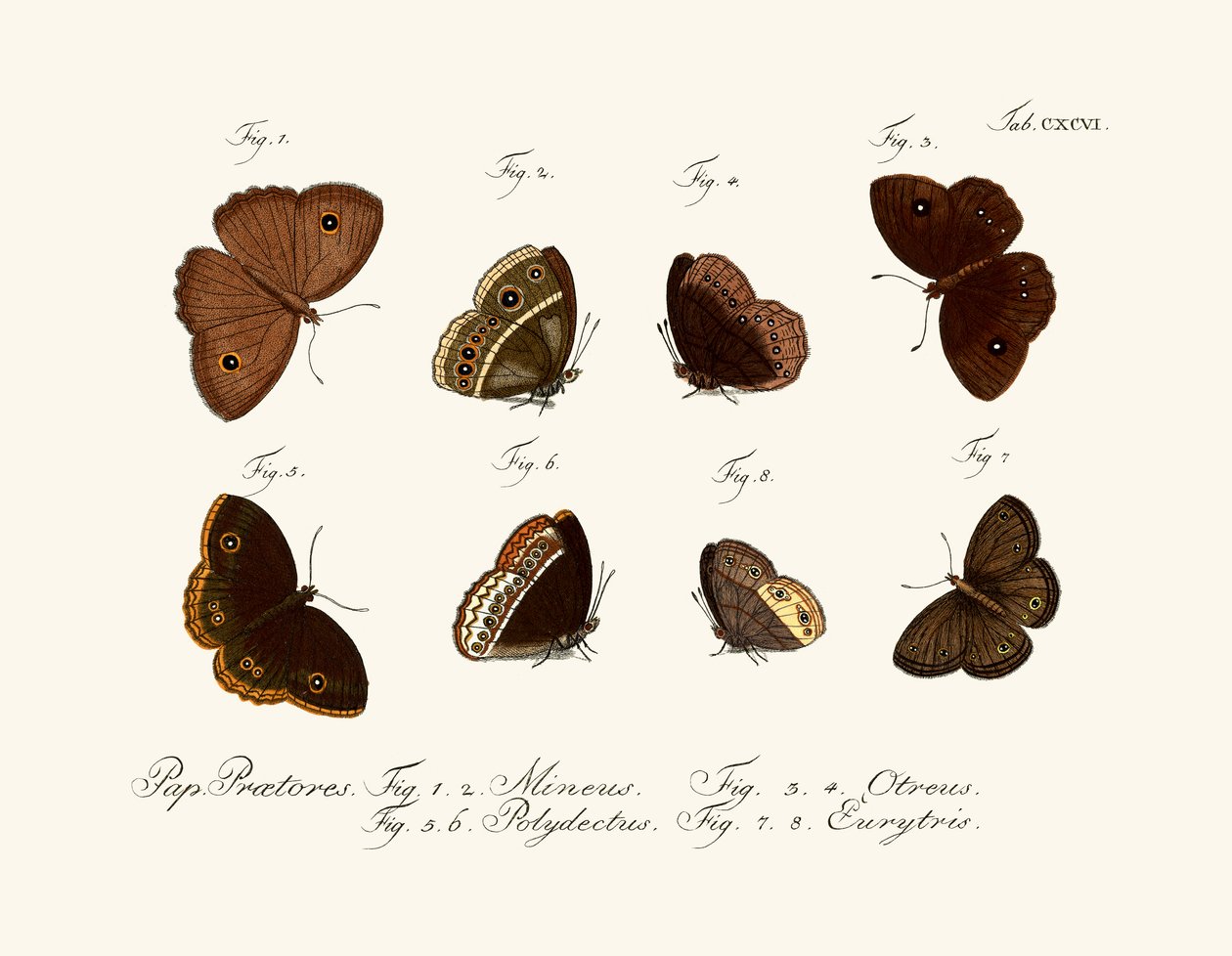 Borboletas de German School