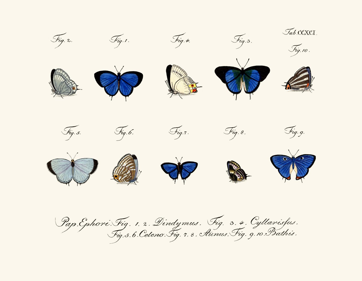 Borboletas de German School