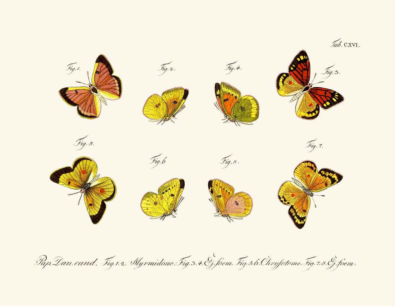 Borboletas de German School