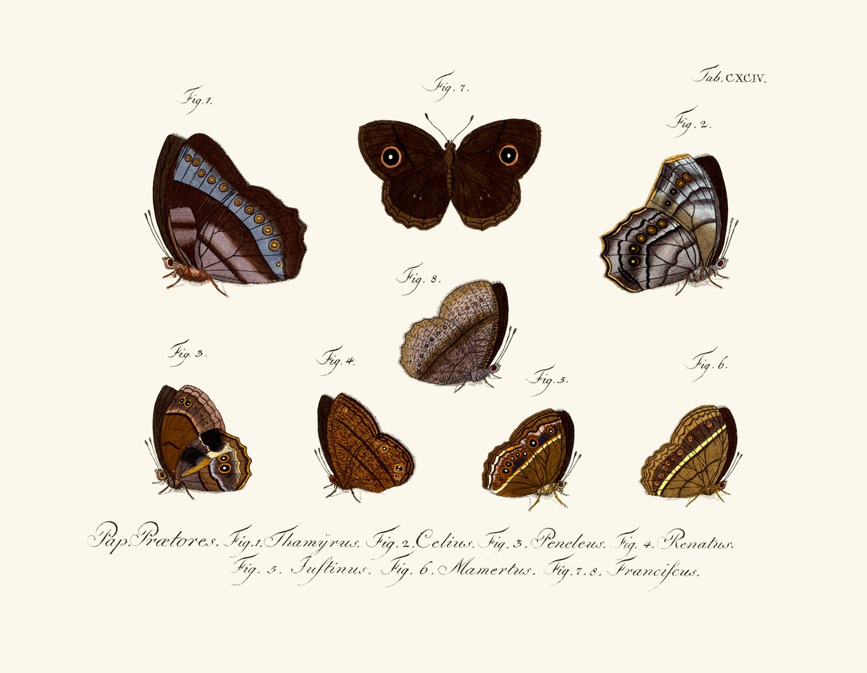 Borboletas de German School