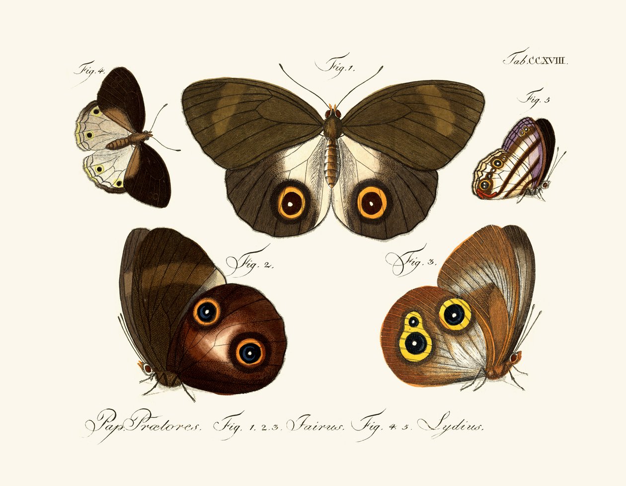 Borboletas de German School