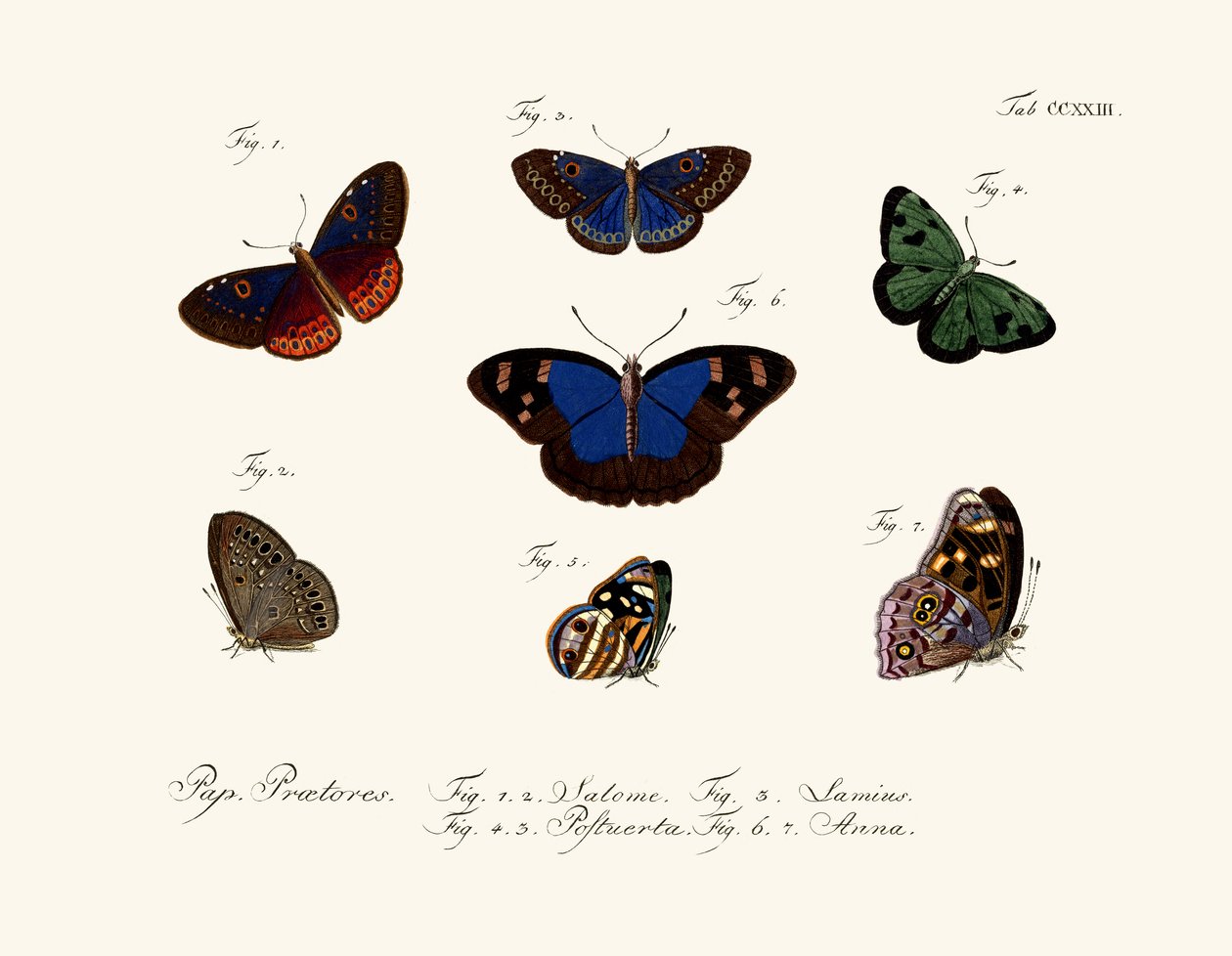 Borboletas de German School