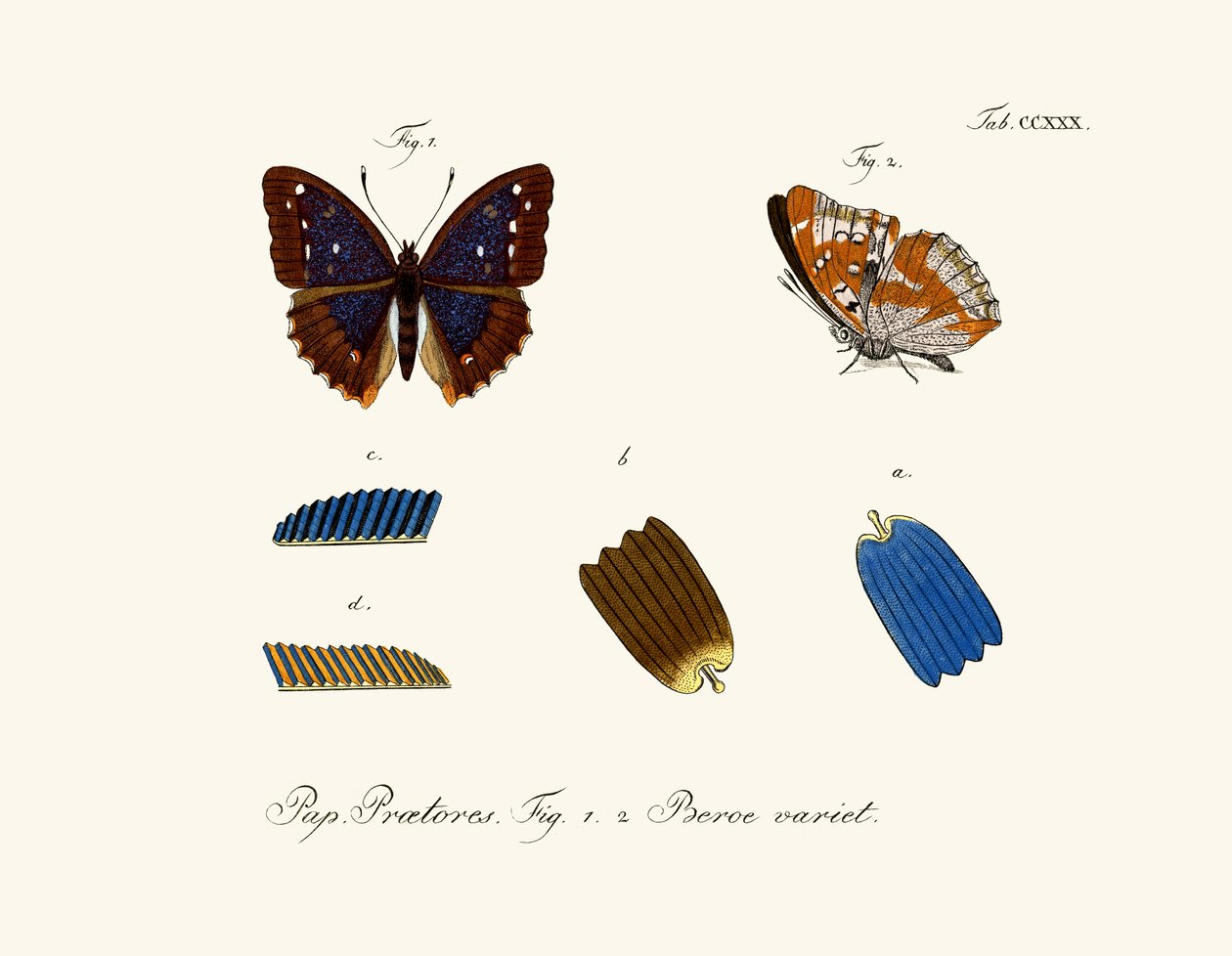 Borboletas de German School