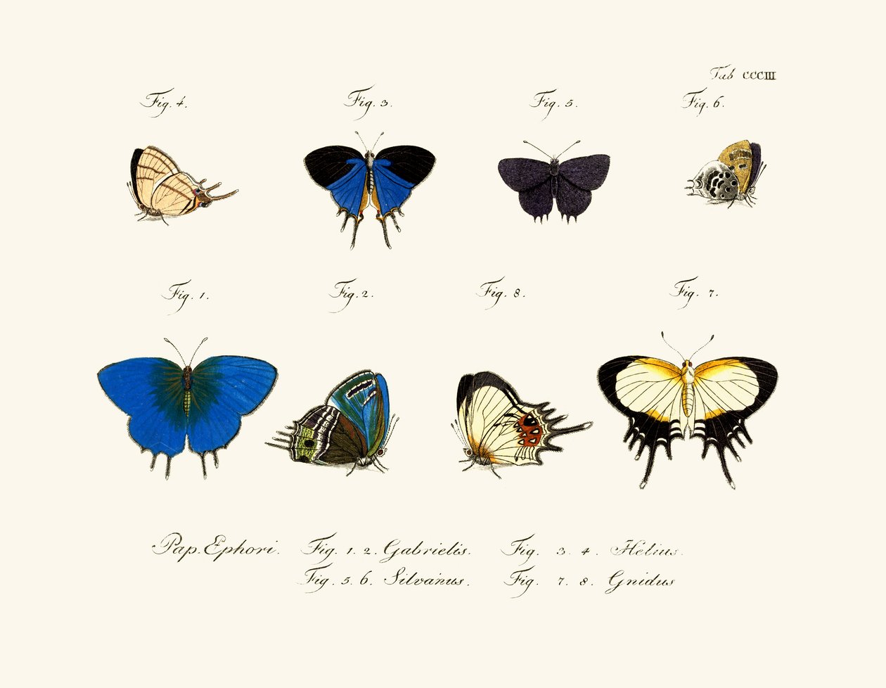 Borboletas de German School