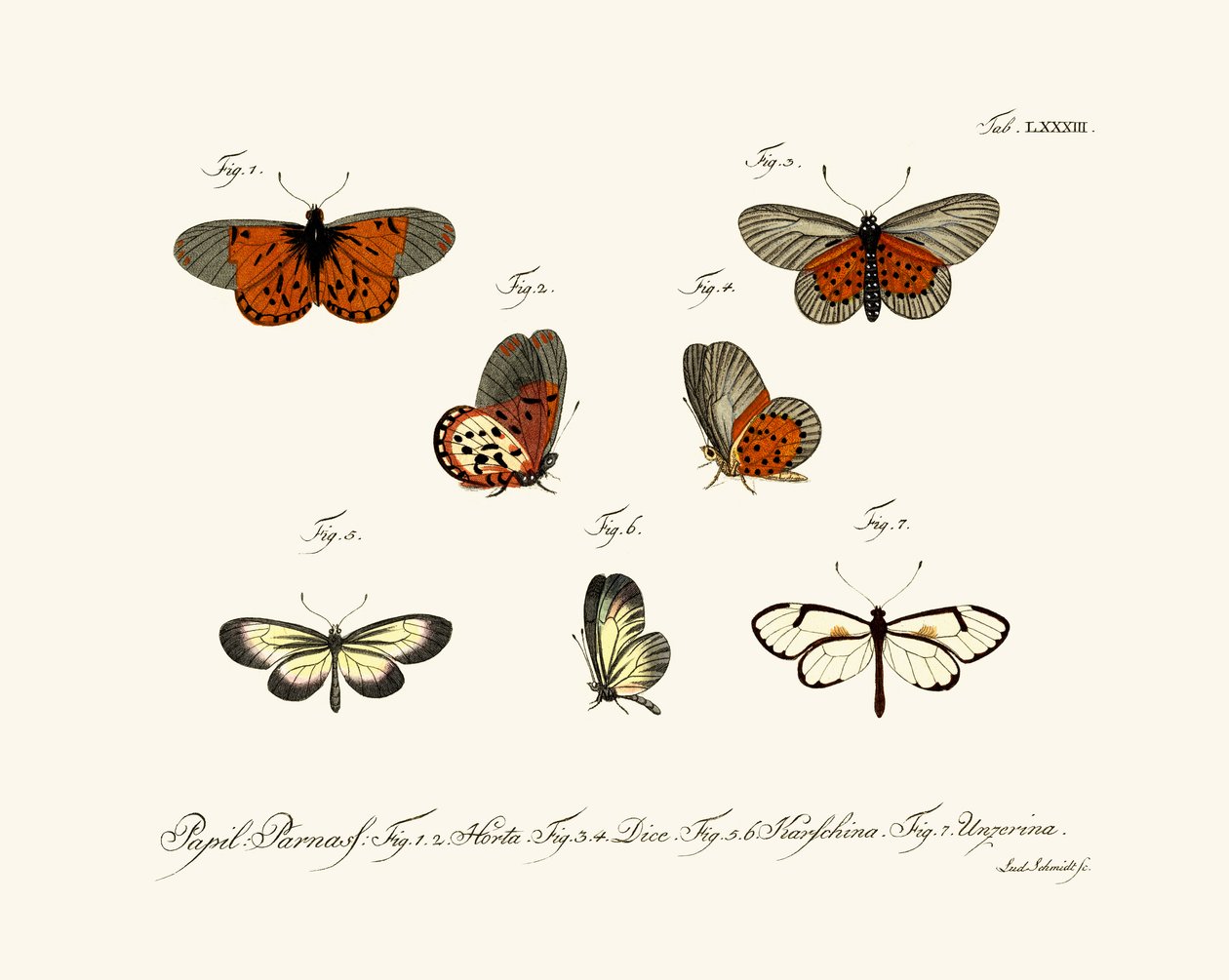 Borboletas de German School