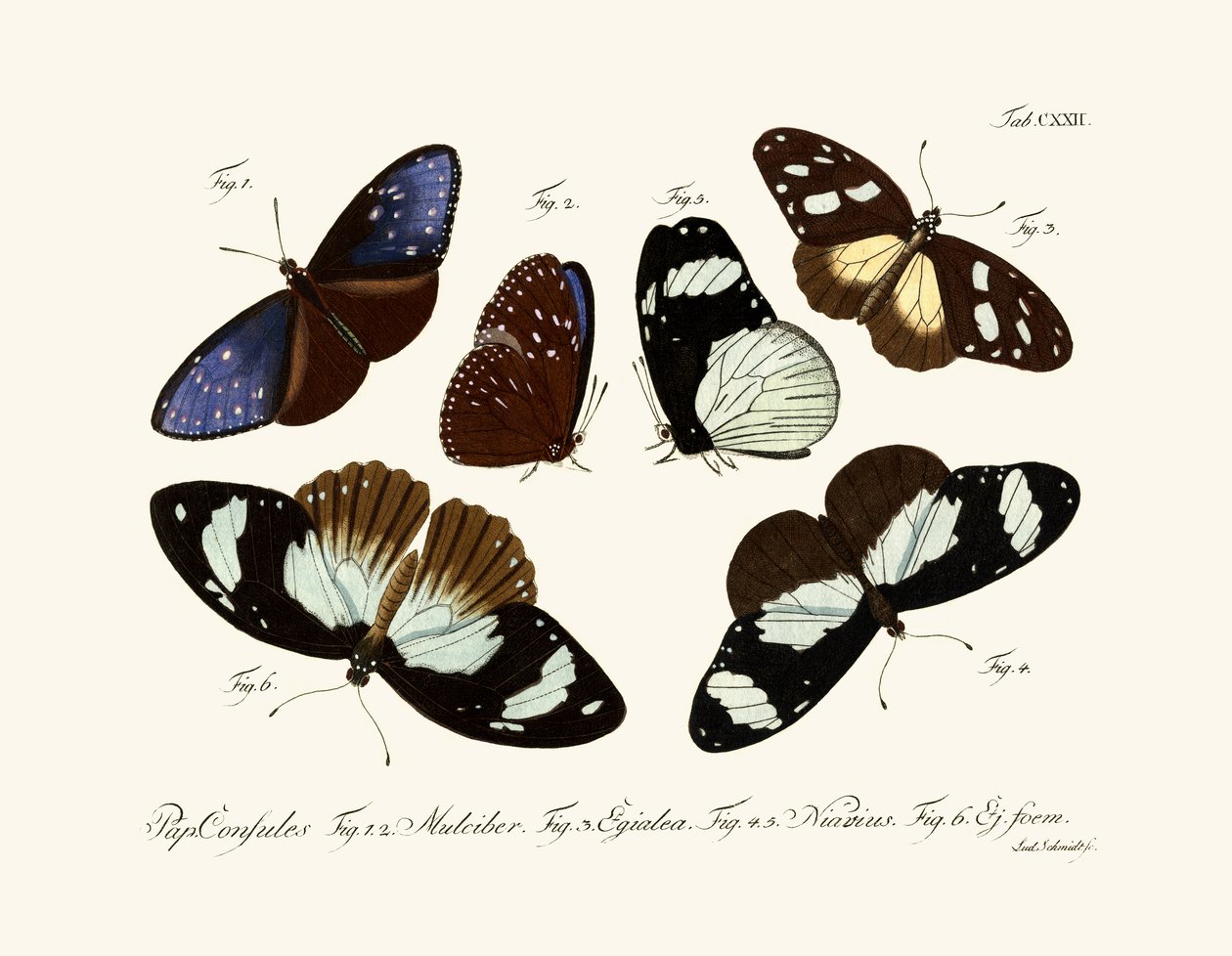 Borboletas de German School