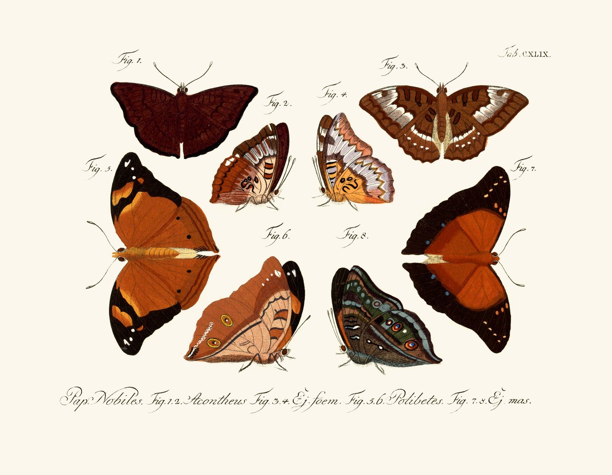 Borboletas de German School