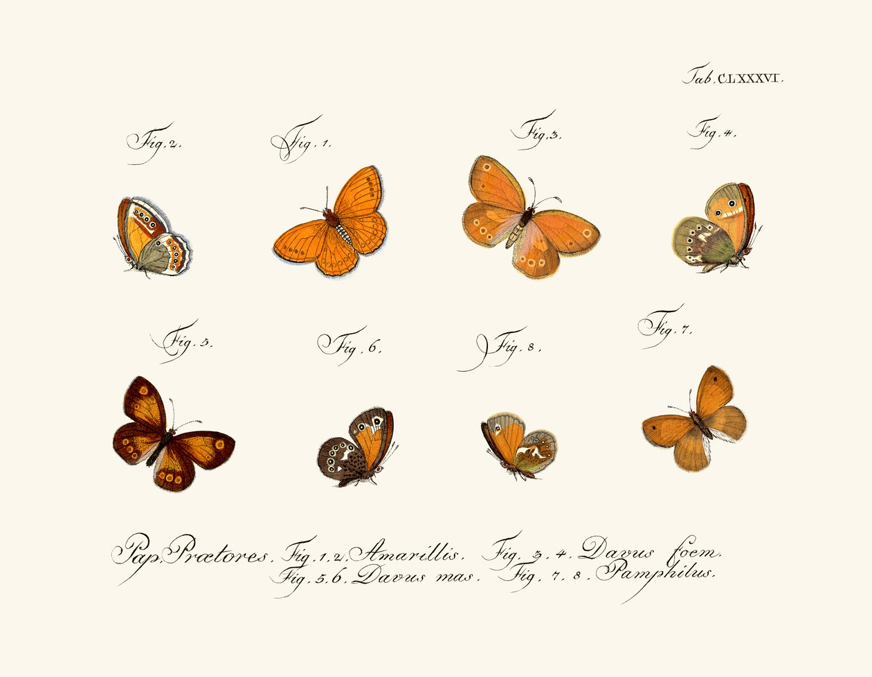 Borboletas de German School