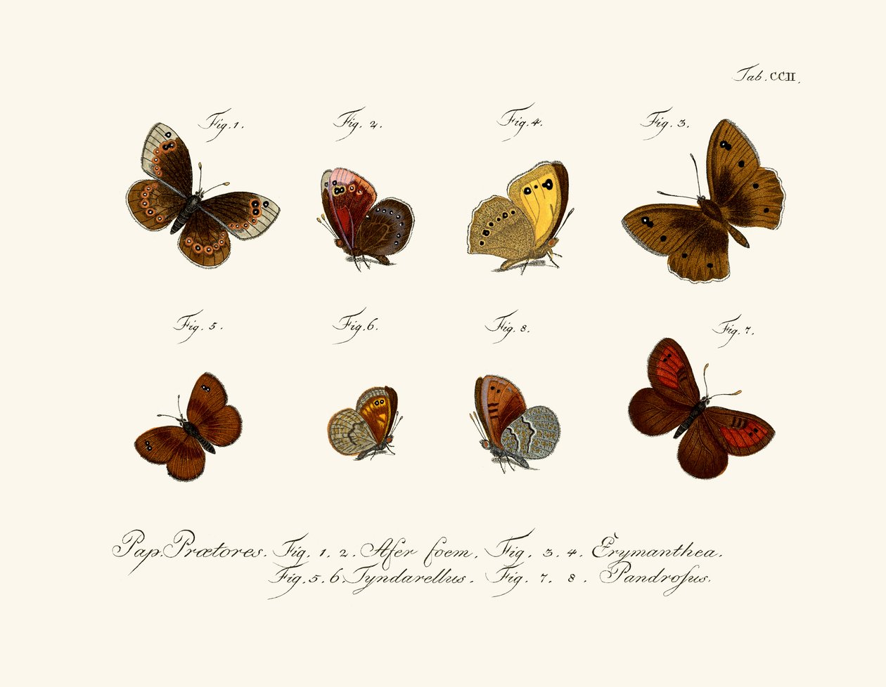 Borboletas de German School