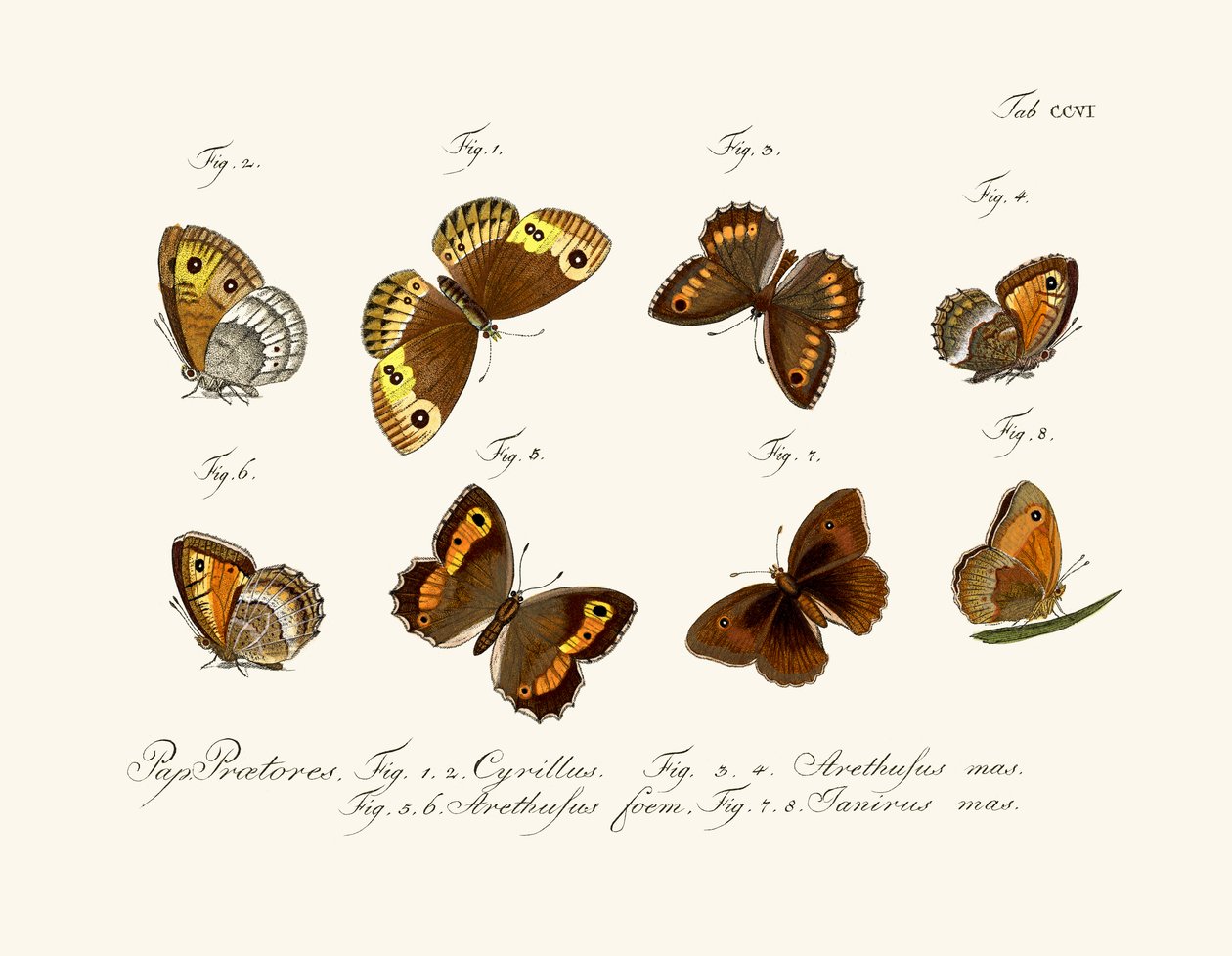 Borboletas de German School