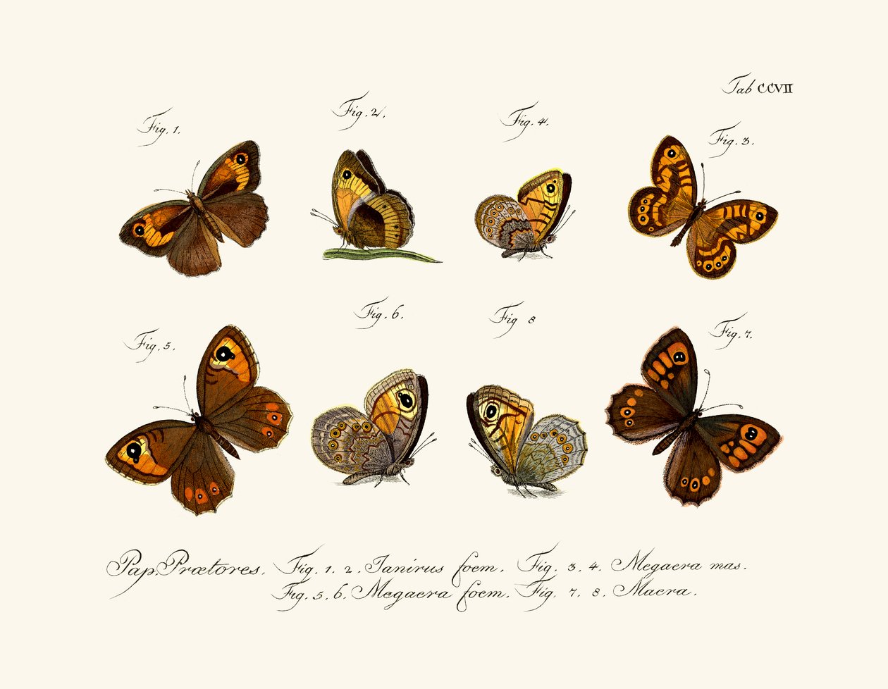 Borboletas de German School