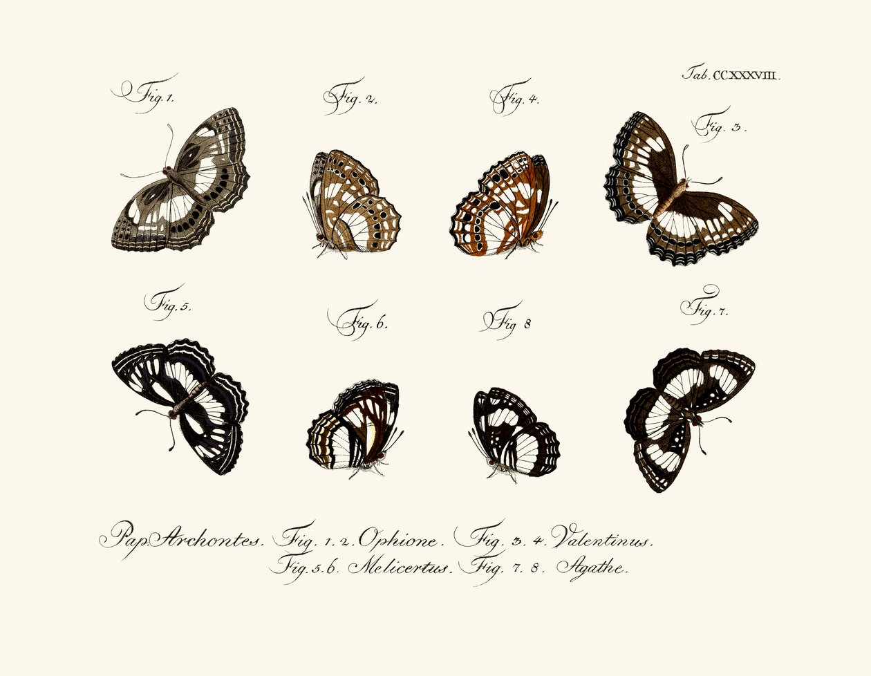 Borboletas de German School