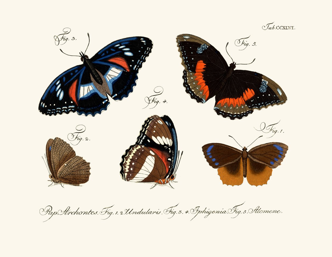 Borboletas de German School