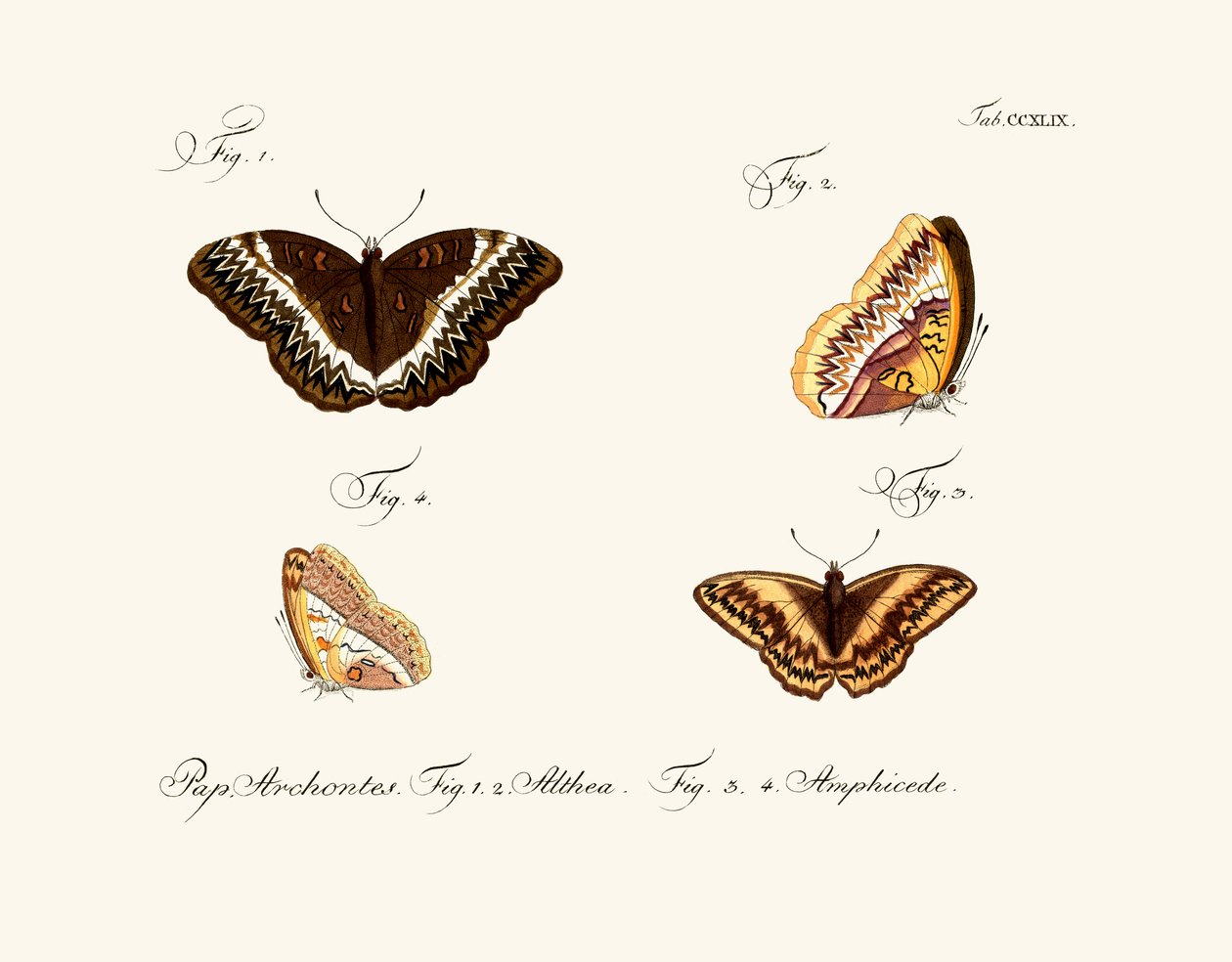 Borboletas de German School