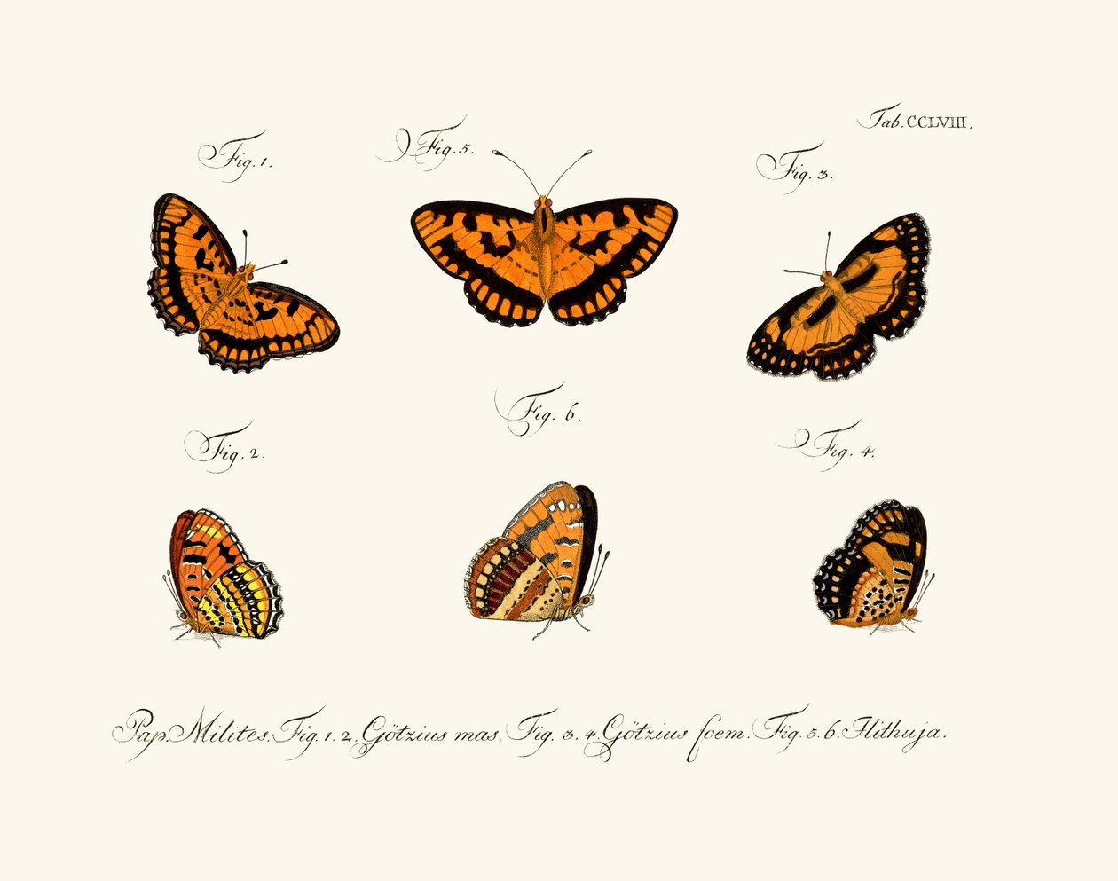 Borboletas de German School