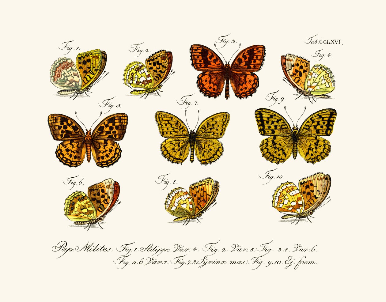 Borboletas de German School