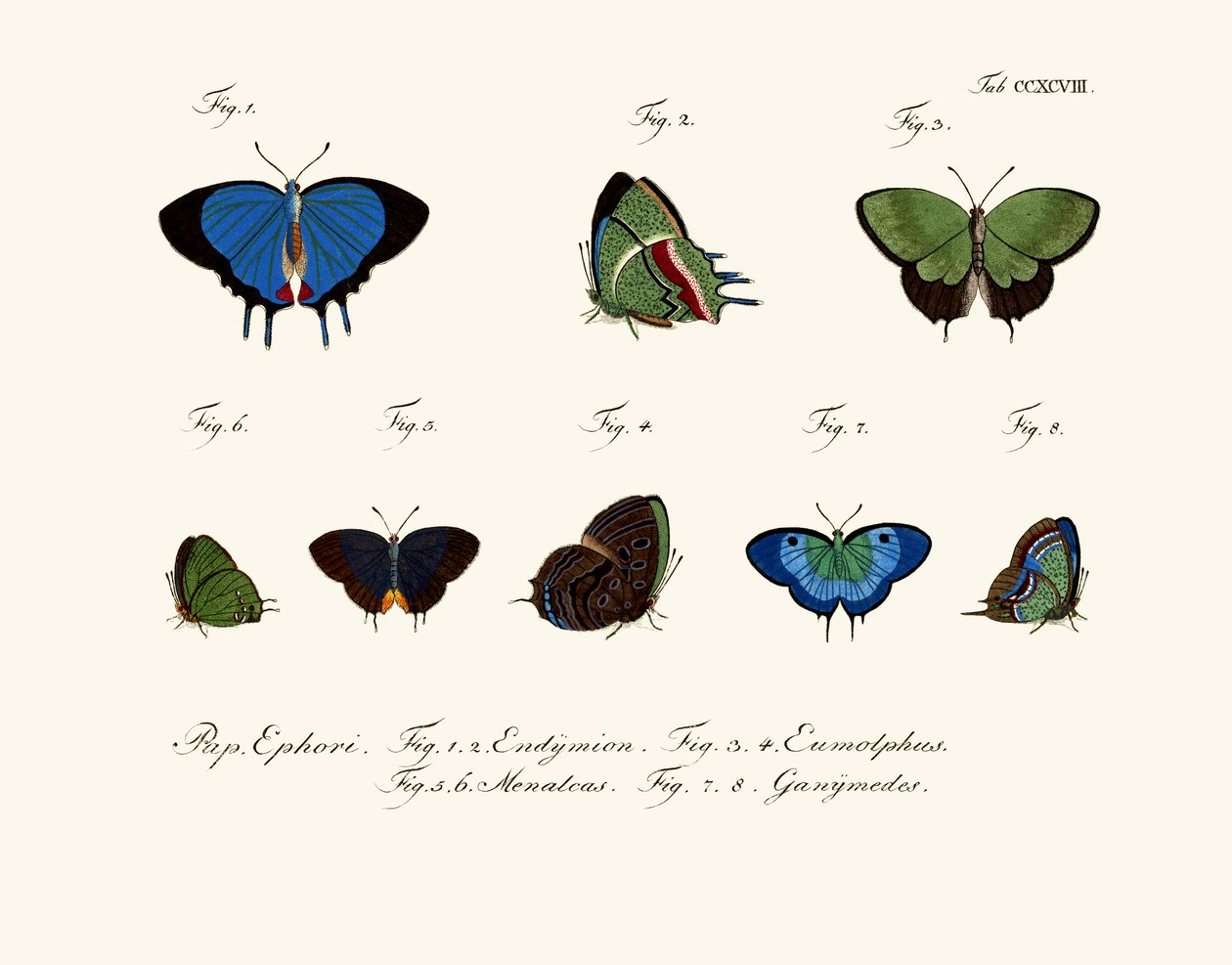 Borboletas de German School