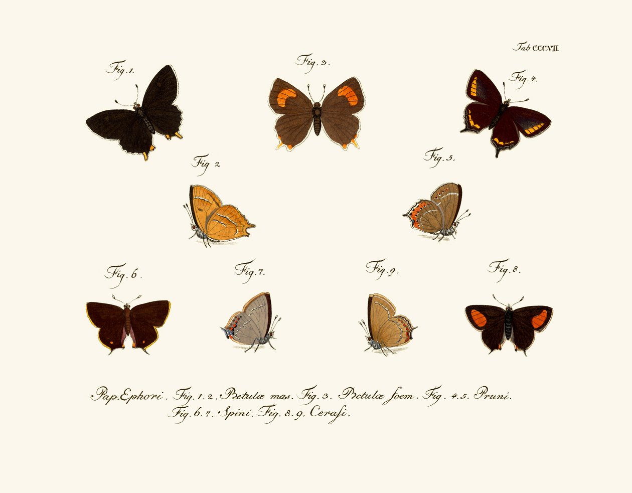 Borboletas de German School