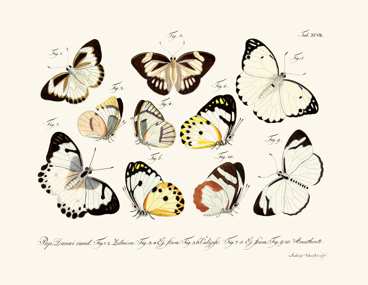 Borboletas de German School