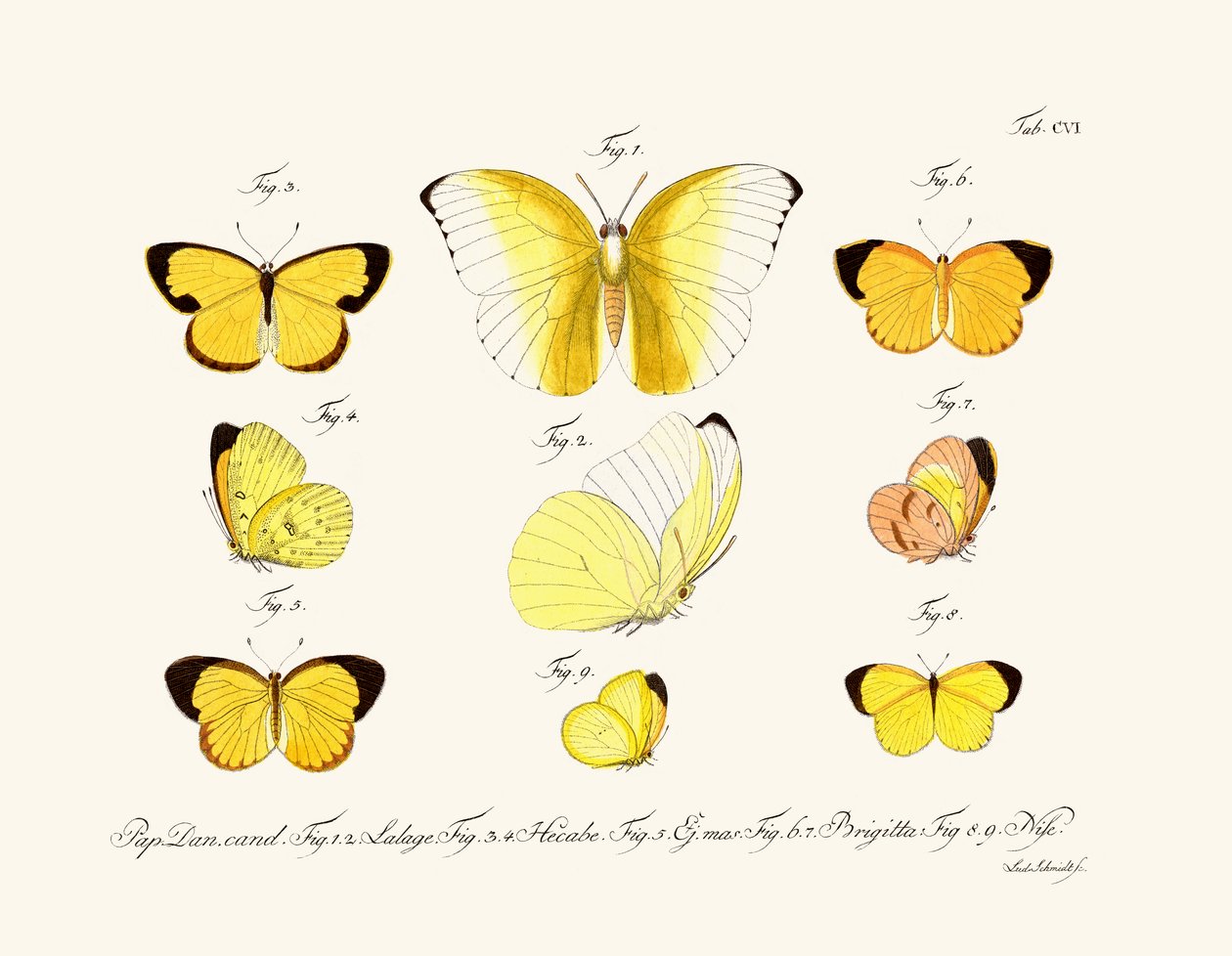 Borboletas de German School