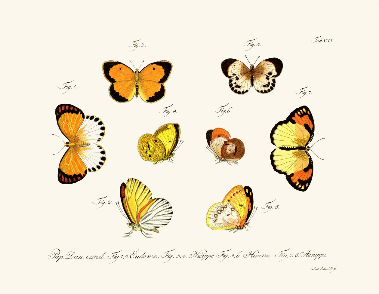 Borboletas de German School
