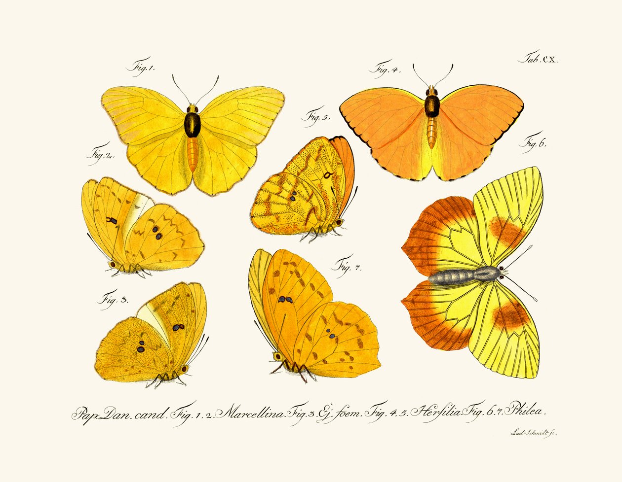 Borboletas de German School