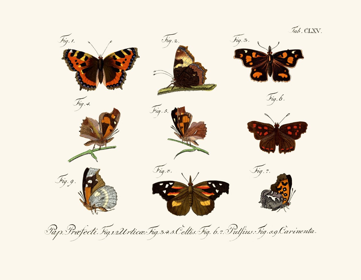 Borboletas de German School