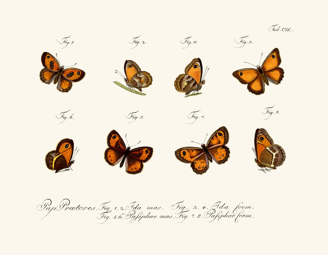 Borboletas de German School