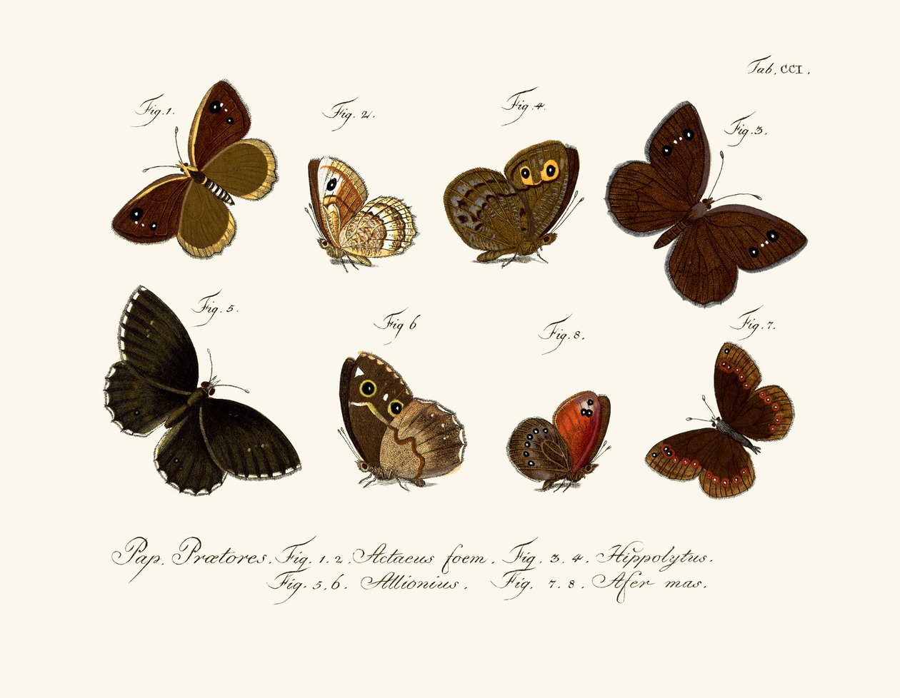 Borboletas de German School