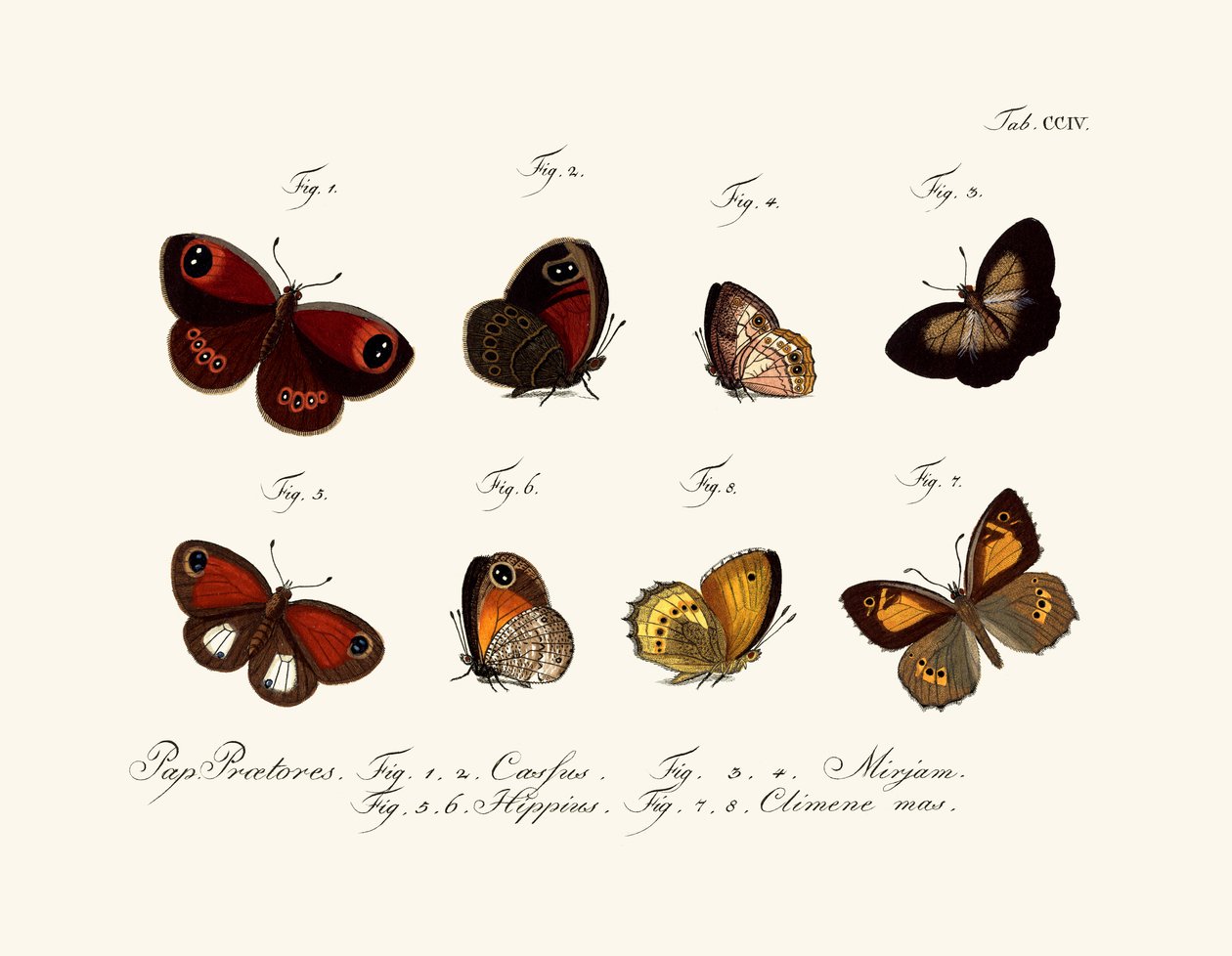 Borboletas de German School
