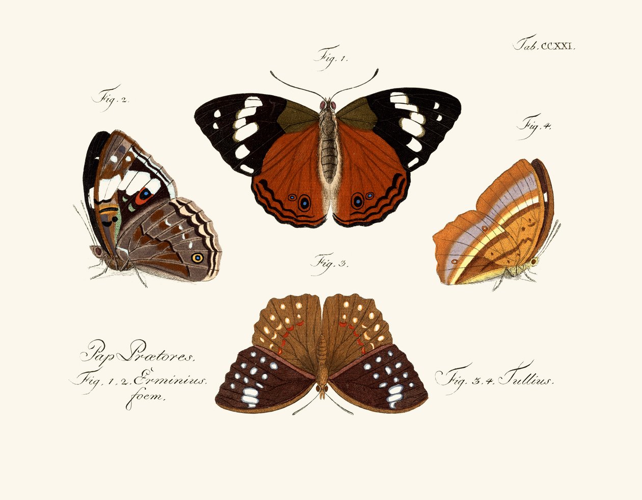Borboletas de German School