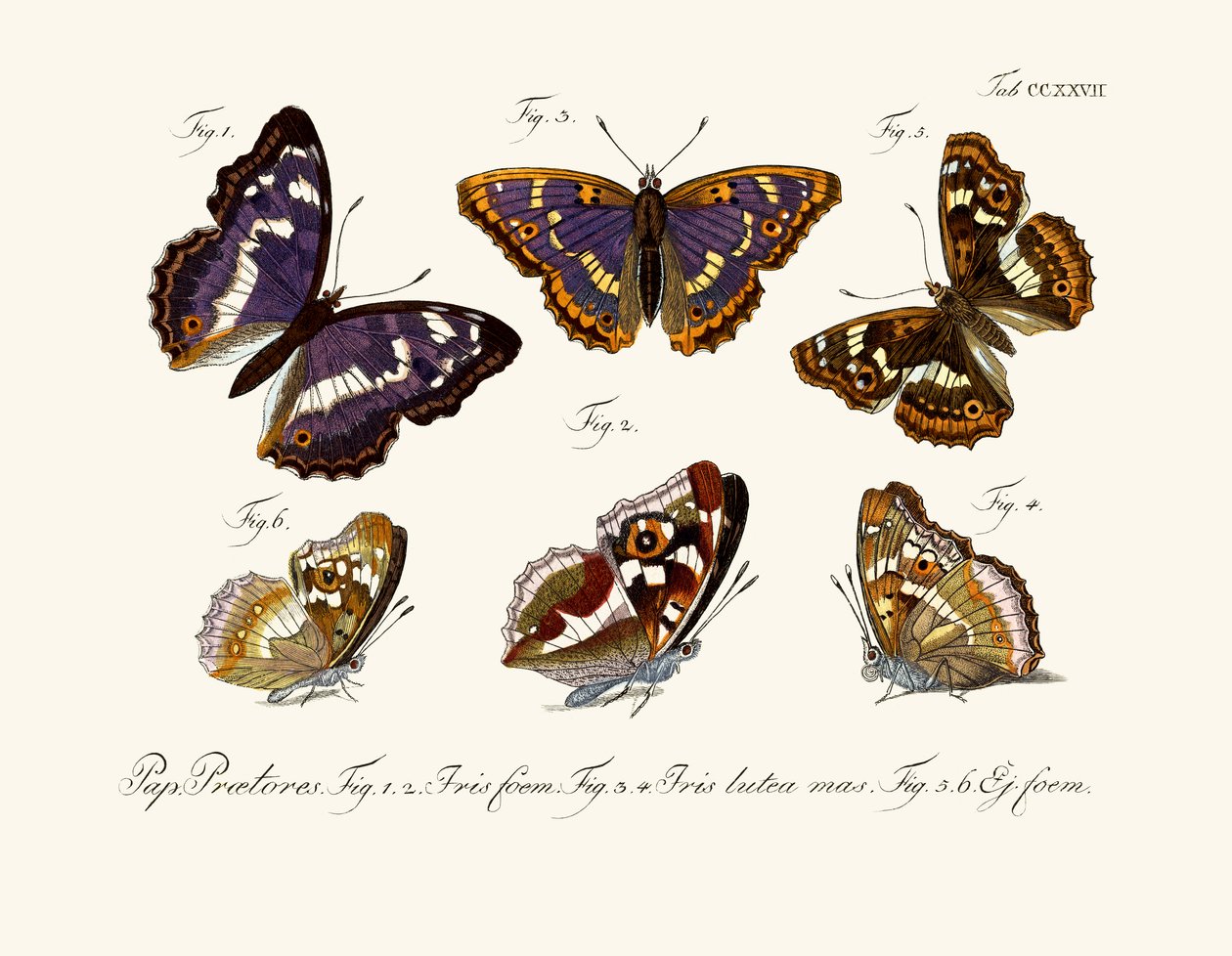 Borboletas de German School