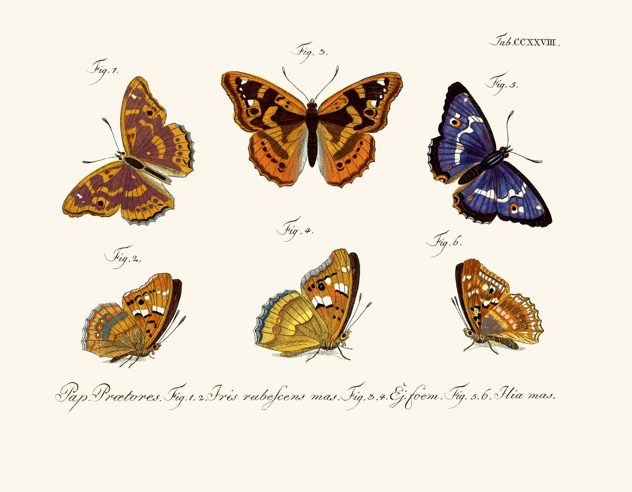 Borboletas de German School