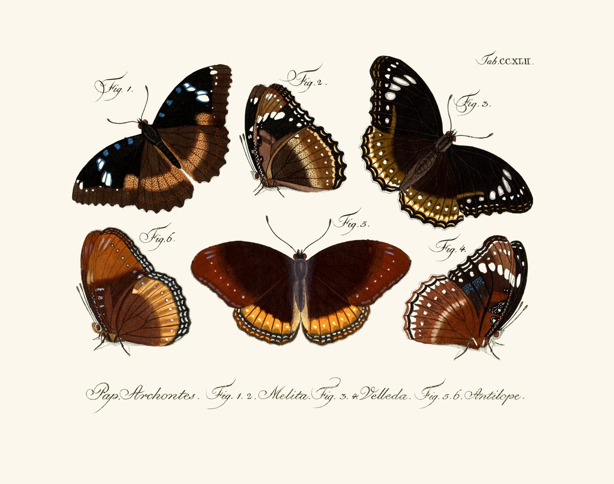 Borboletas de German School