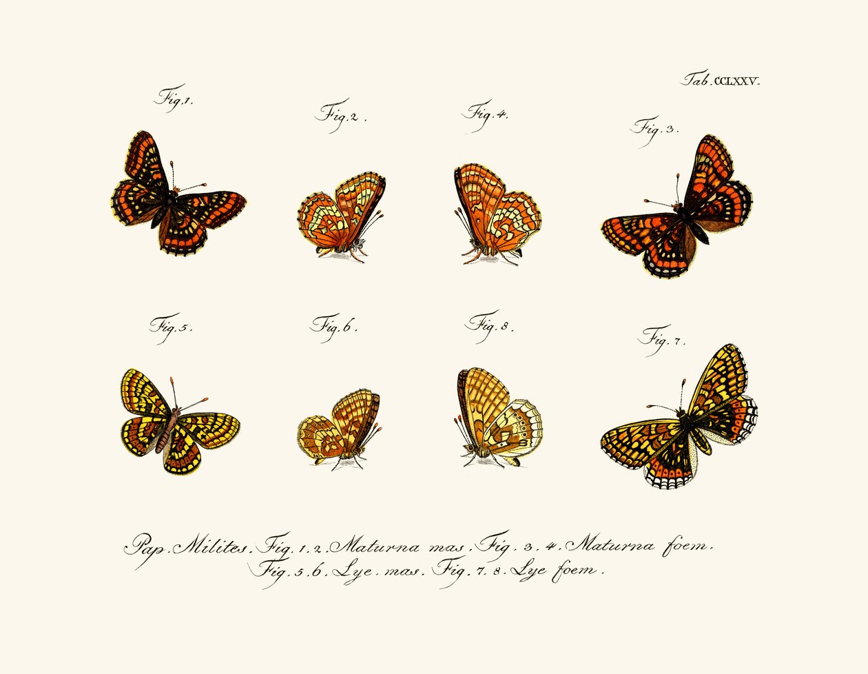 Borboletas de German School