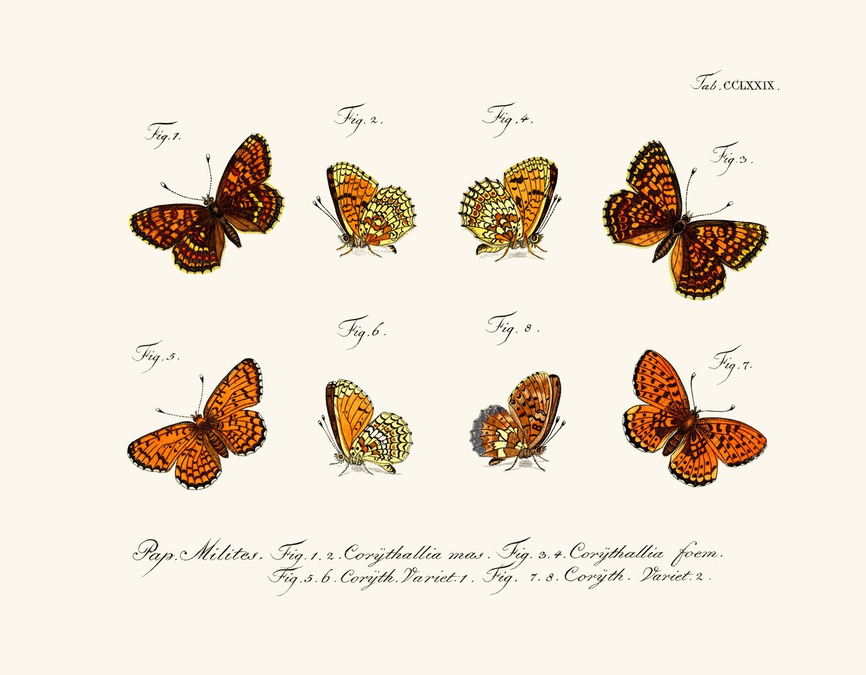 Borboletas de German School