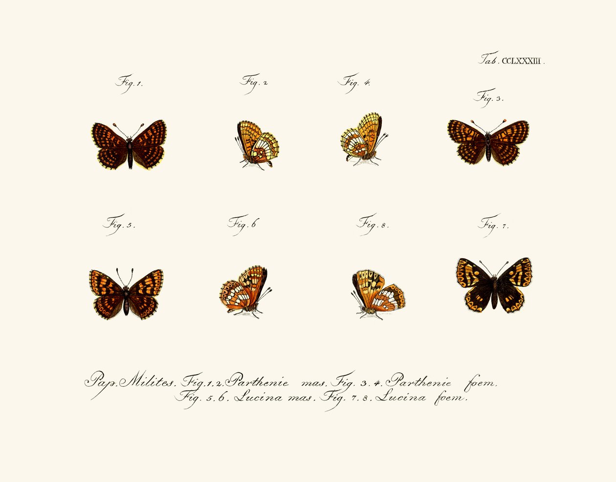 Borboletas de German School
