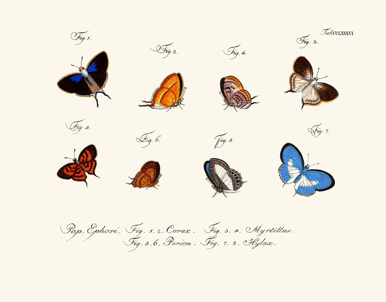 Borboletas de German School