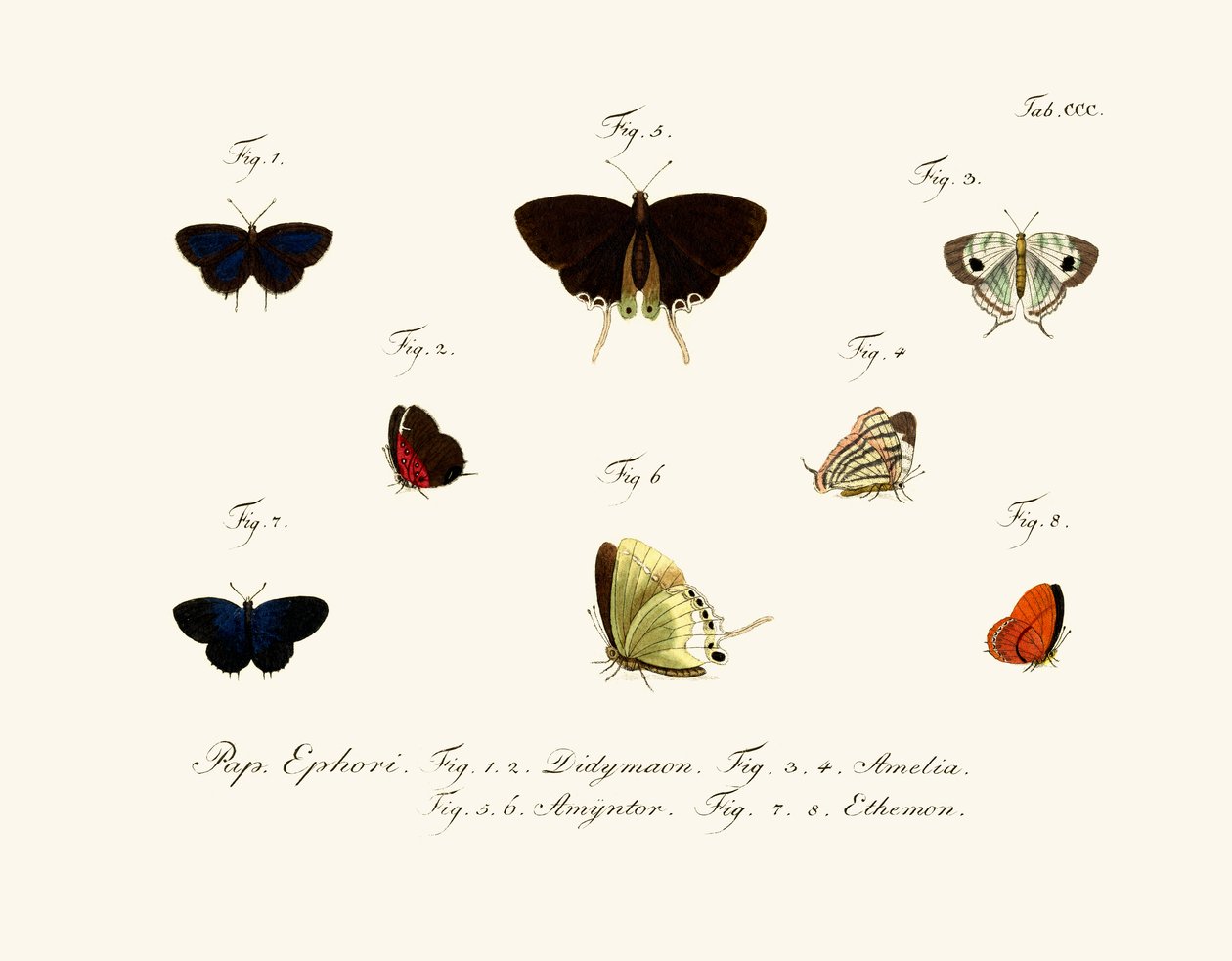 Borboletas de German School