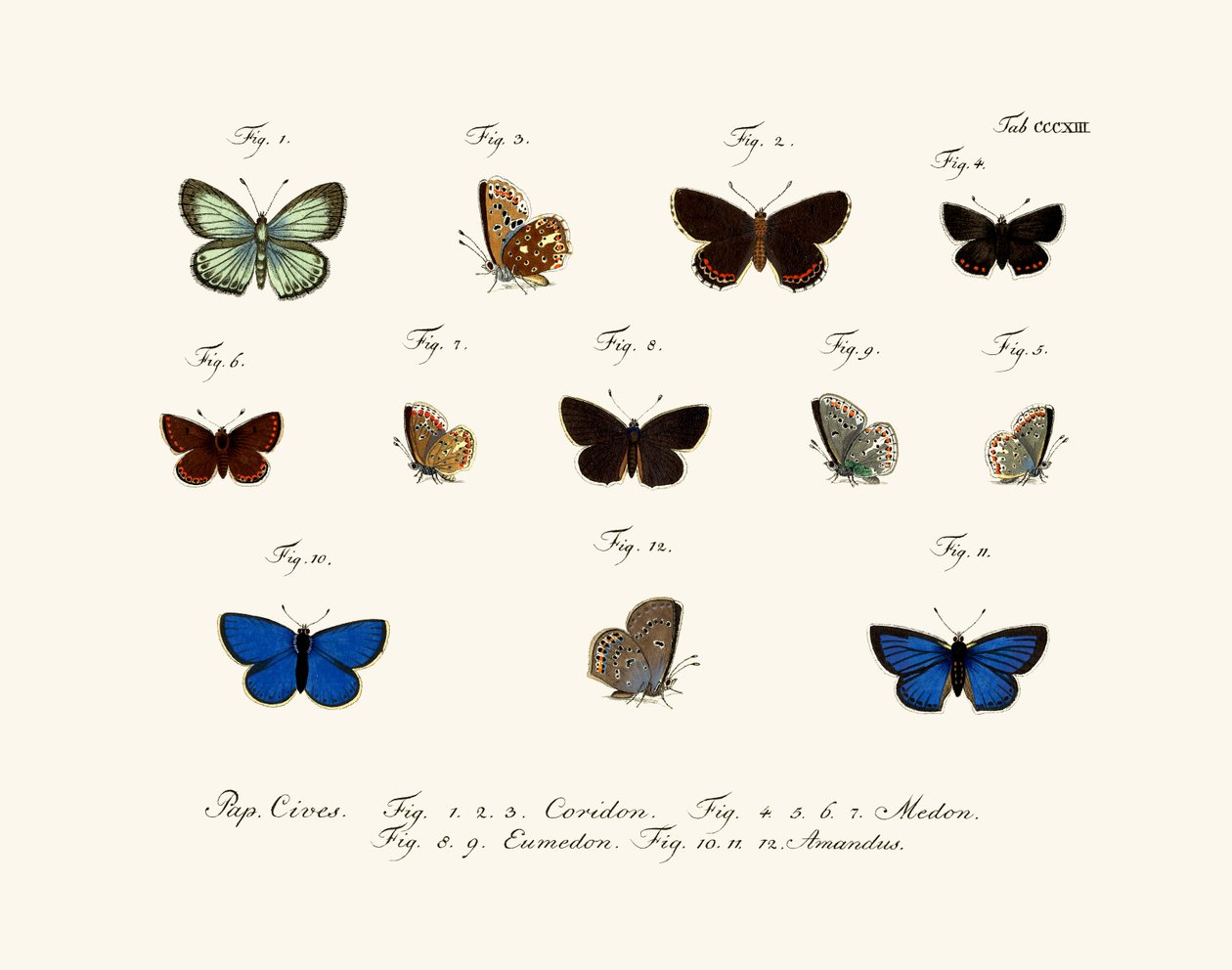 Borboletas de German School