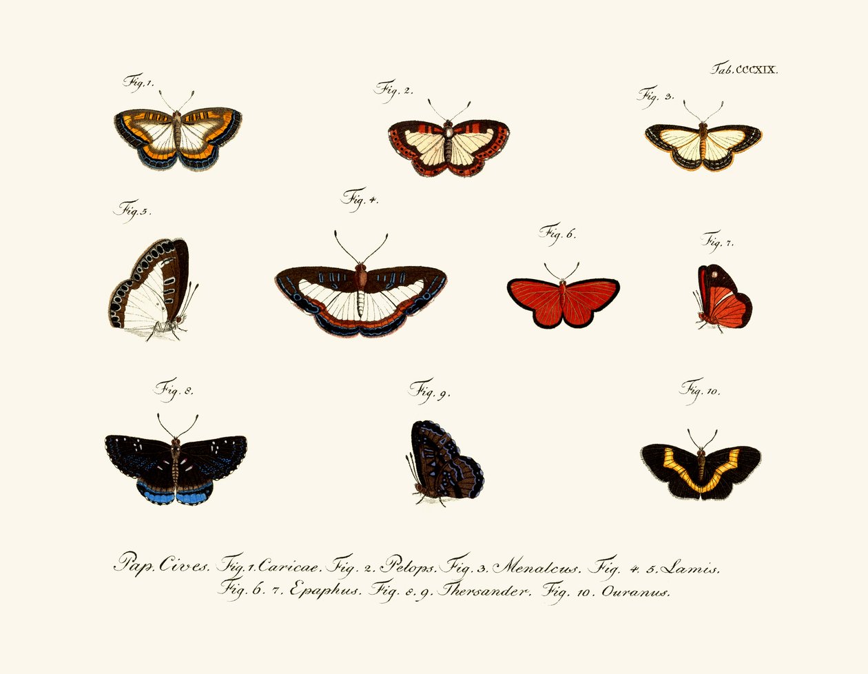 Borboletas de German School