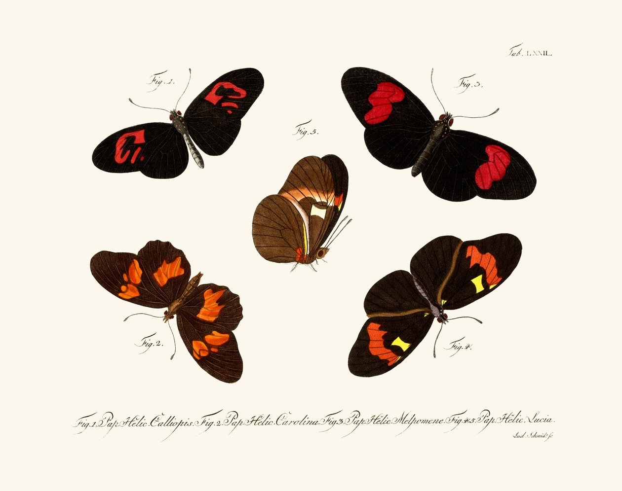 Borboletas de German School