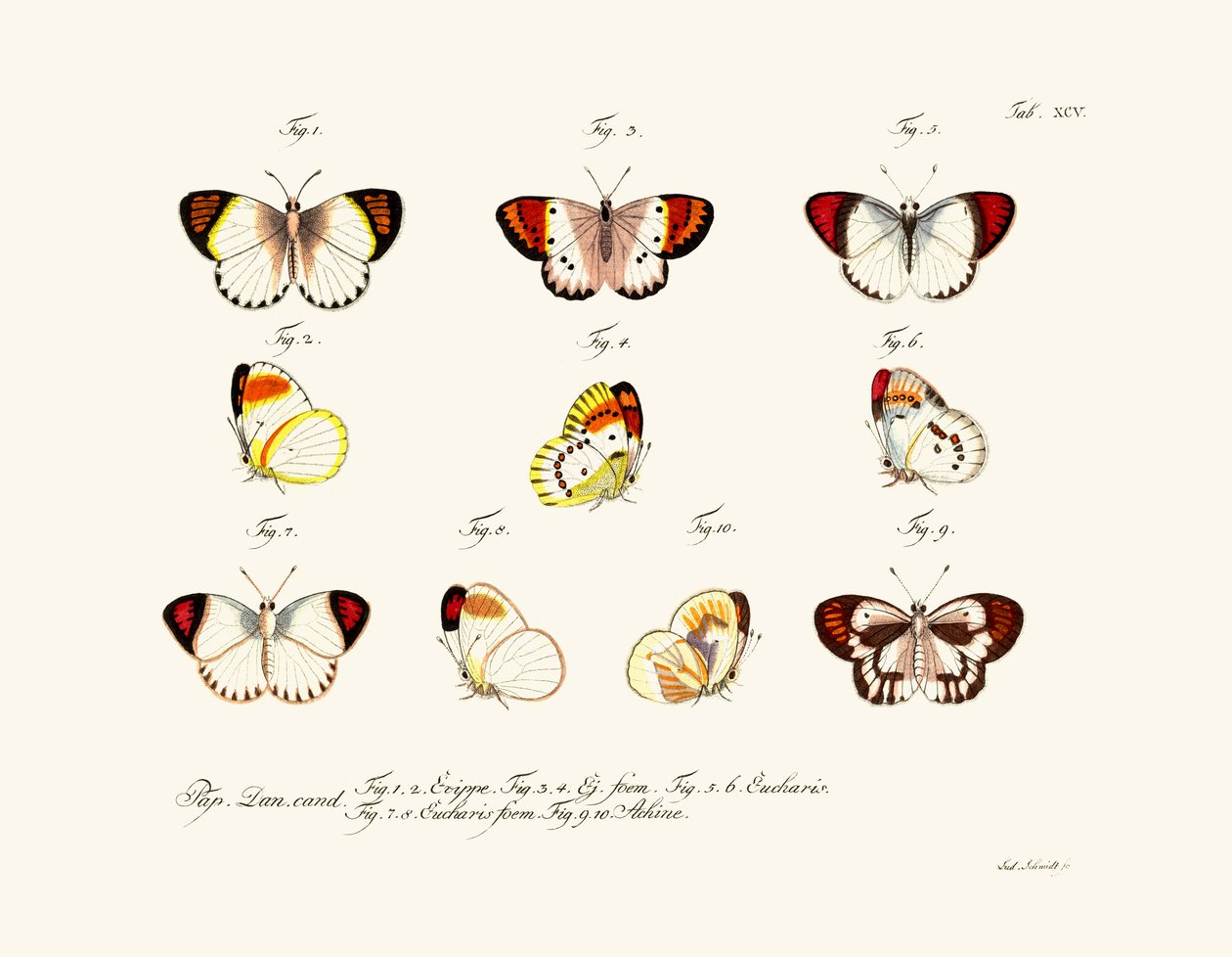 Borboletas de German School