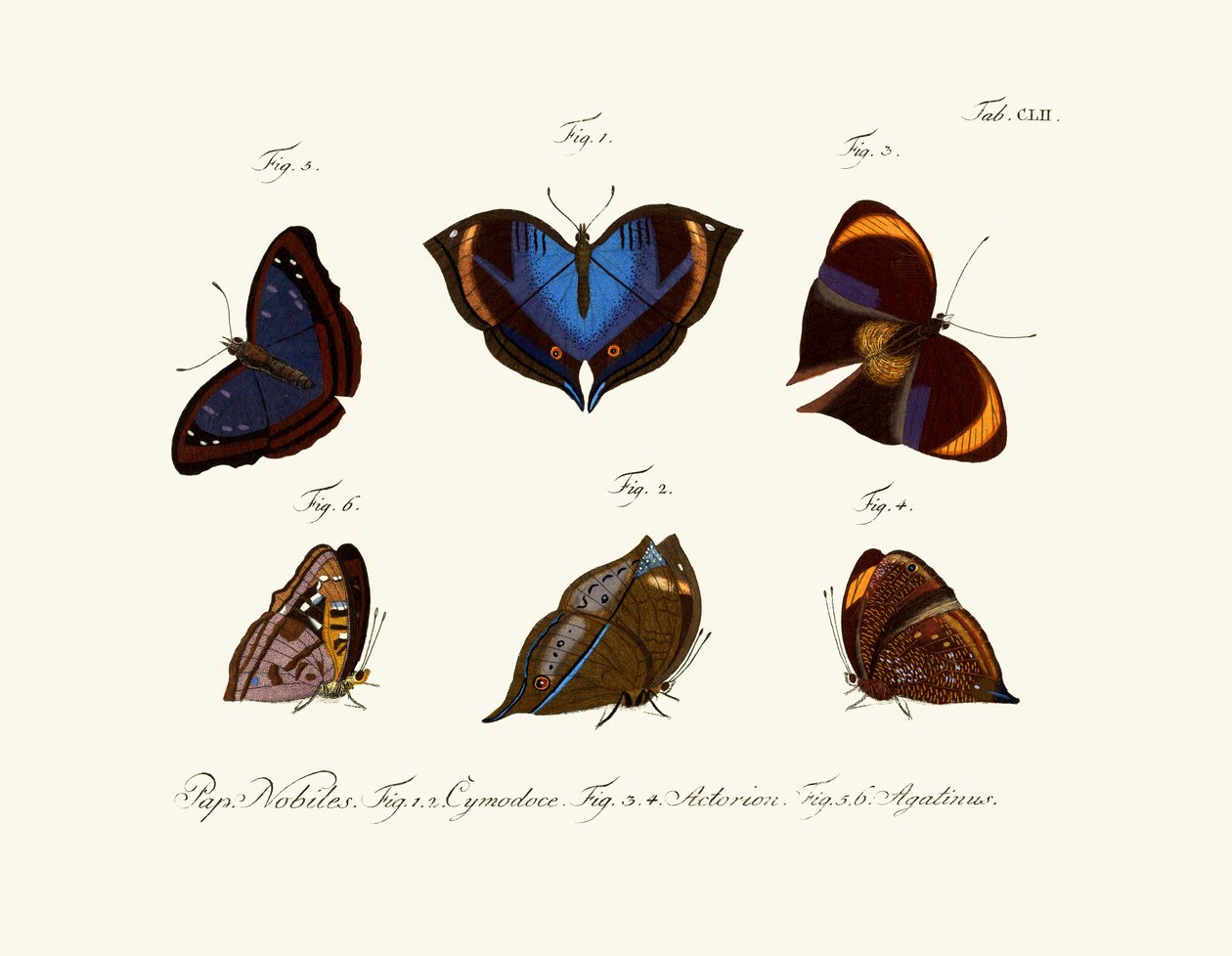 Borboletas de German School