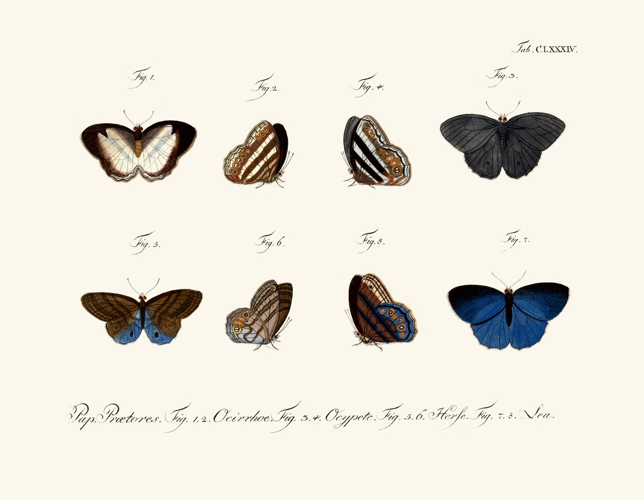 Borboletas de German School