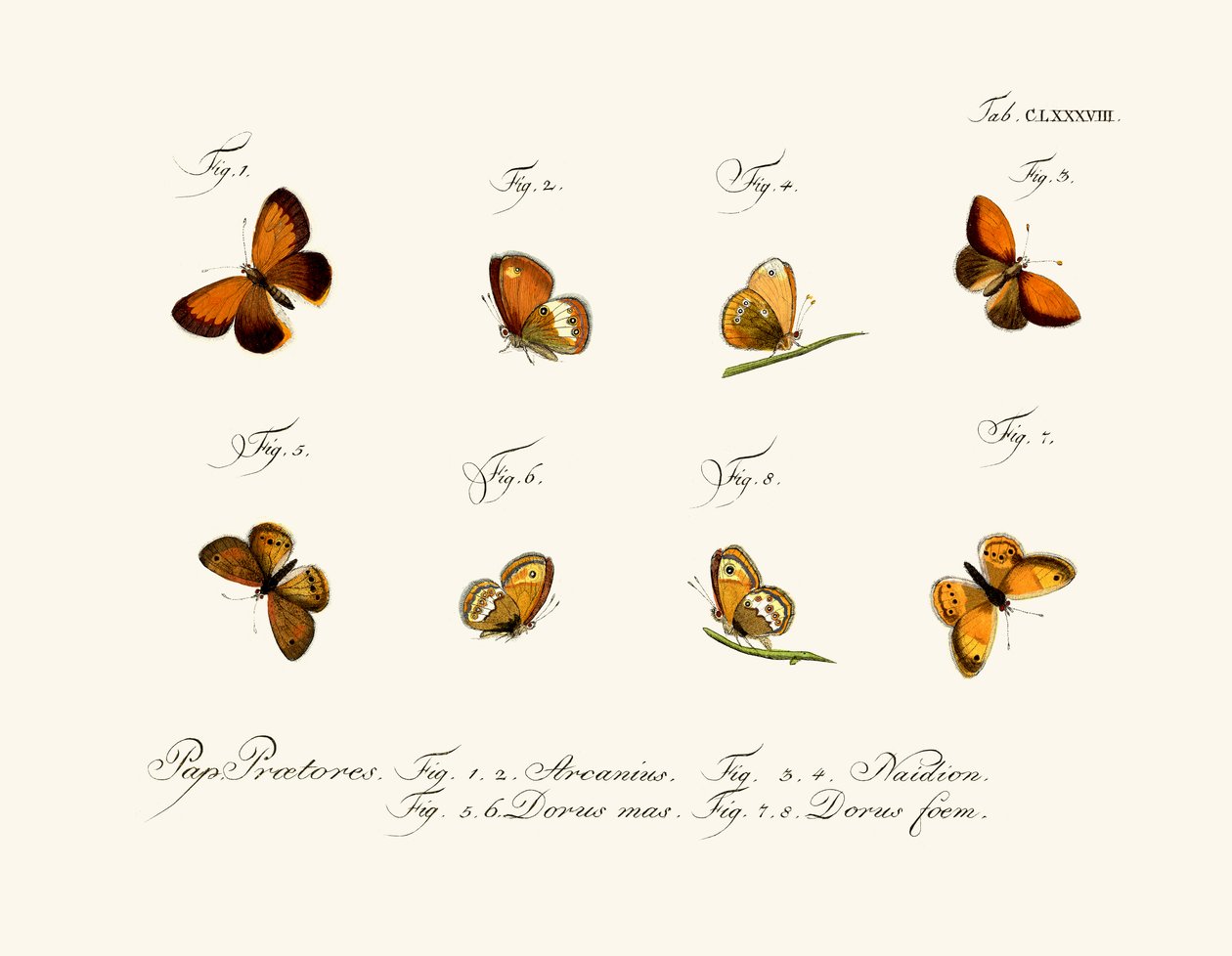 Borboletas de German School