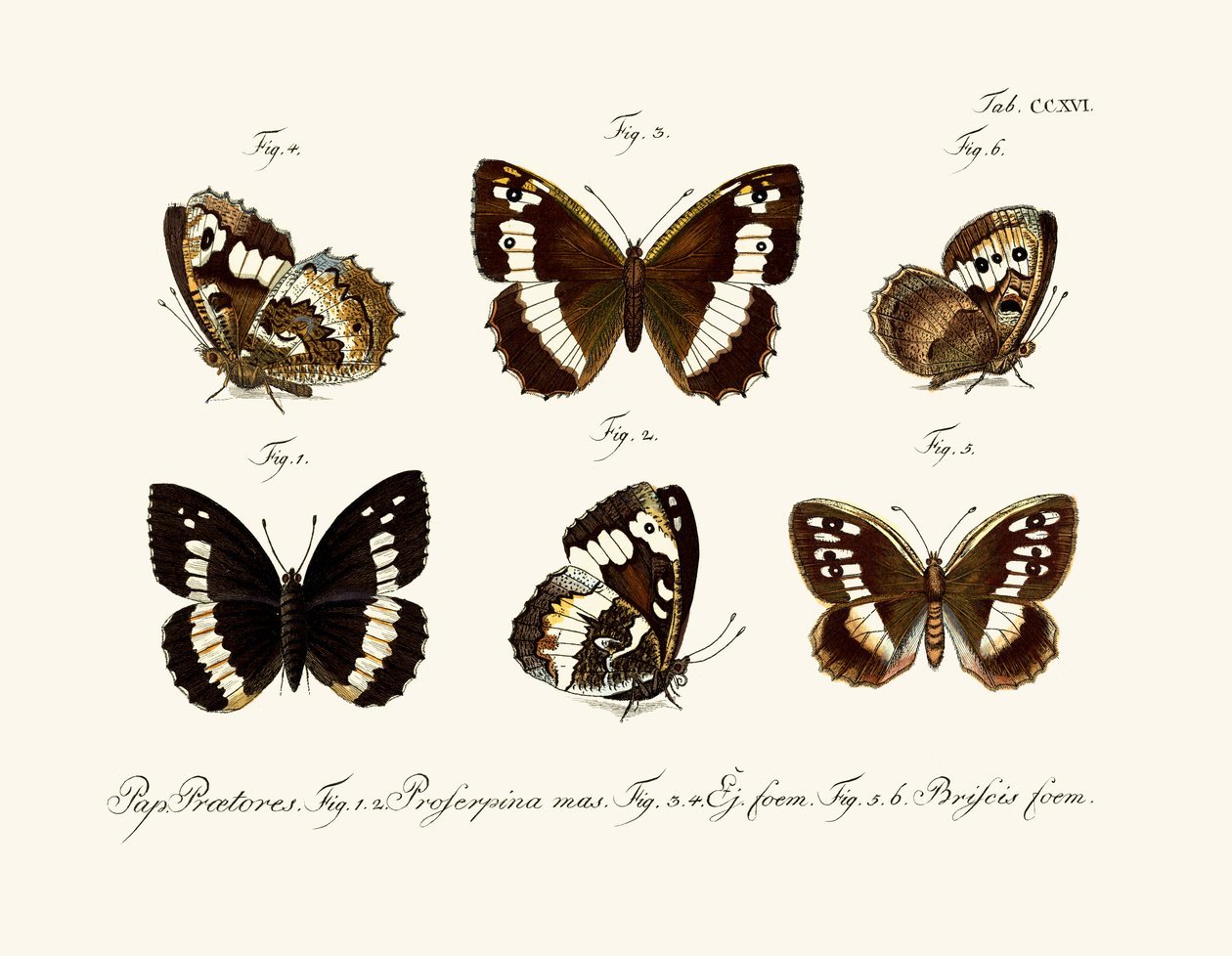 Borboletas de German School