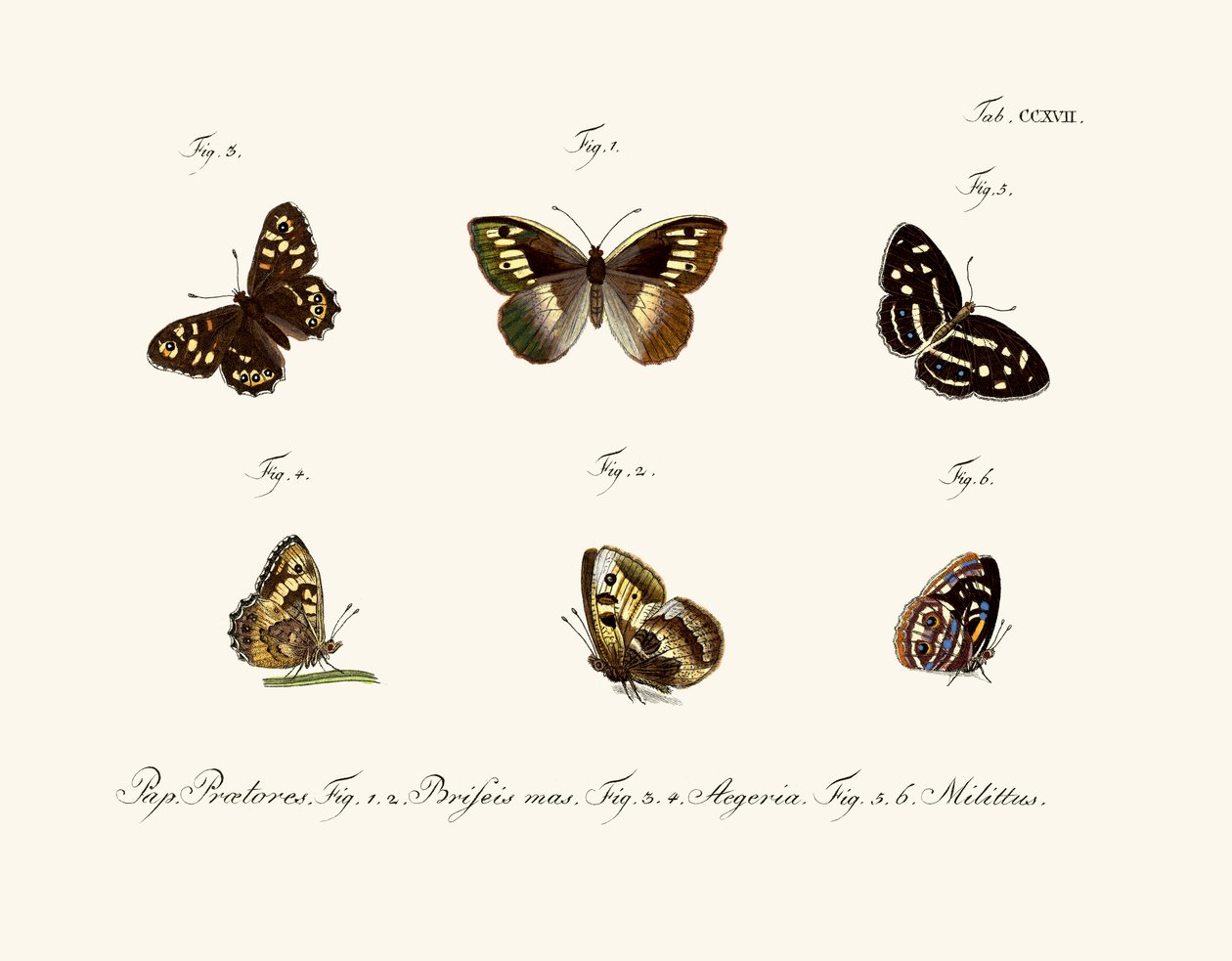 Borboletas de German School